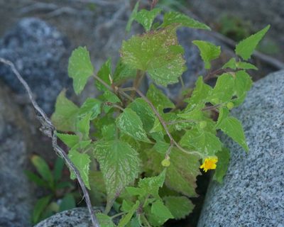 Perityle cuneata, photographed by Bill Levine