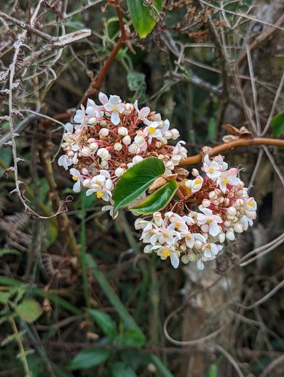 Begonia meridensis, photographed by My-Lan Le