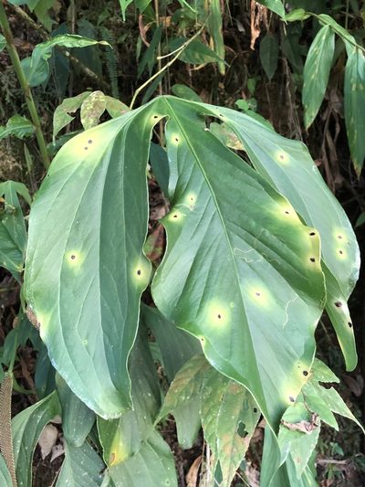 Anthurium alatum, photographed by Skjold Søndergaard
