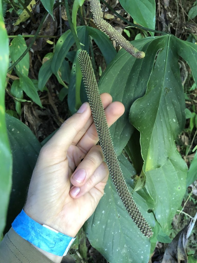 Anthurium alatum, photographed by Skjold Søndergaard
