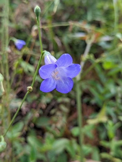 Chelonanthus purpurascens, photographed by My-Lan Le