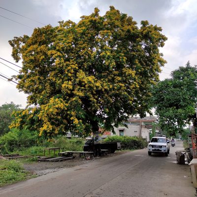 Pterocarpus indicus, photographed by Abu Hamas
