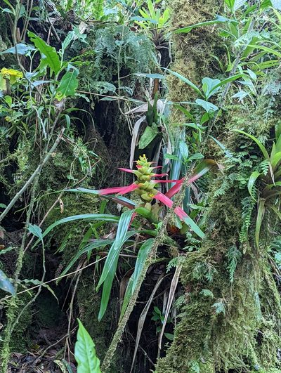 Guzmania squarrosa, photographed by My-Lan Le