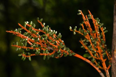Chamaedorea tepejilote, photographed by Trevor Van Loon