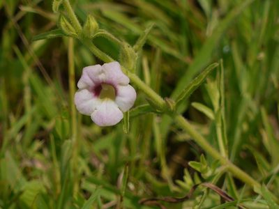 Centranthera indica, photographed by Dinesh Valke