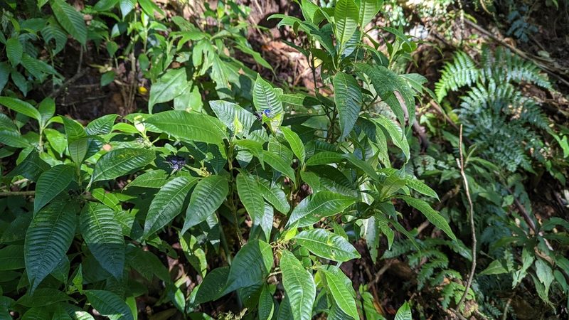 Palicourea ramonensis, photographed by Trevor Van Loon