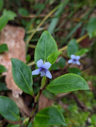 Viola stipularis, photographed by My-Lan Le