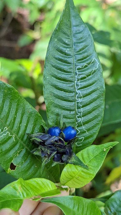 Palicourea ramonensis, photographed by Trevor Van Loon