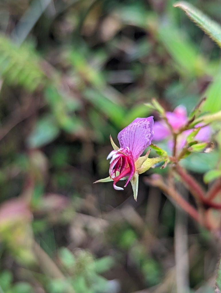 Monochaetum hartwegianum, photographed by My-Lan Le