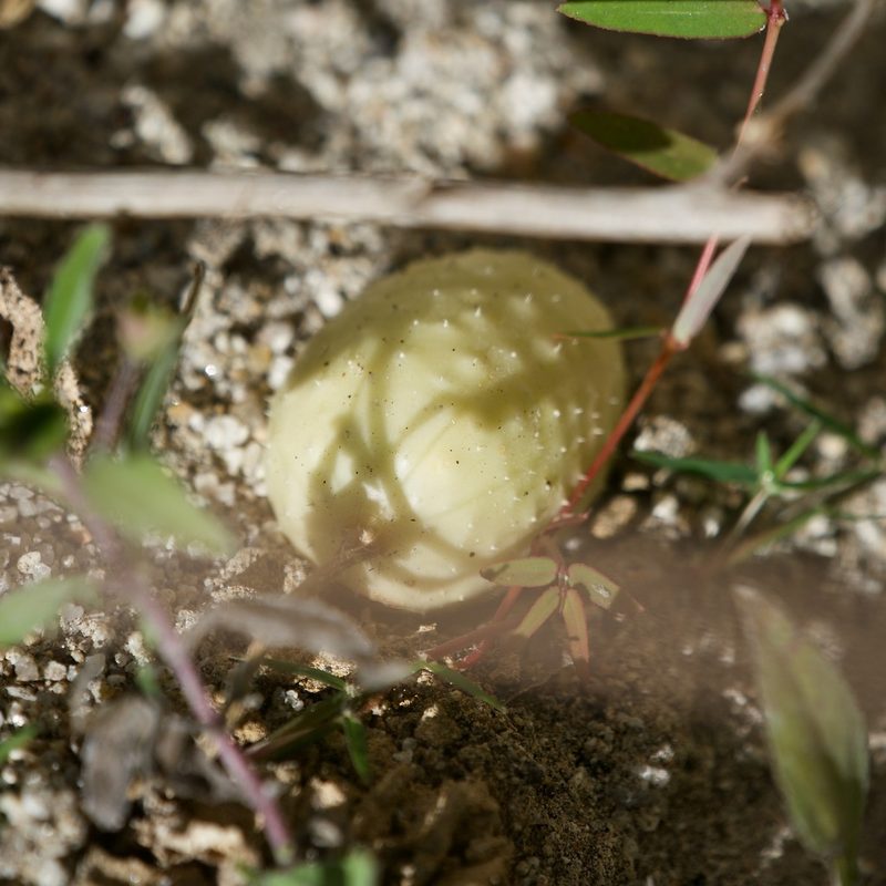 Cucumis anguria, photographed by Bill Levine