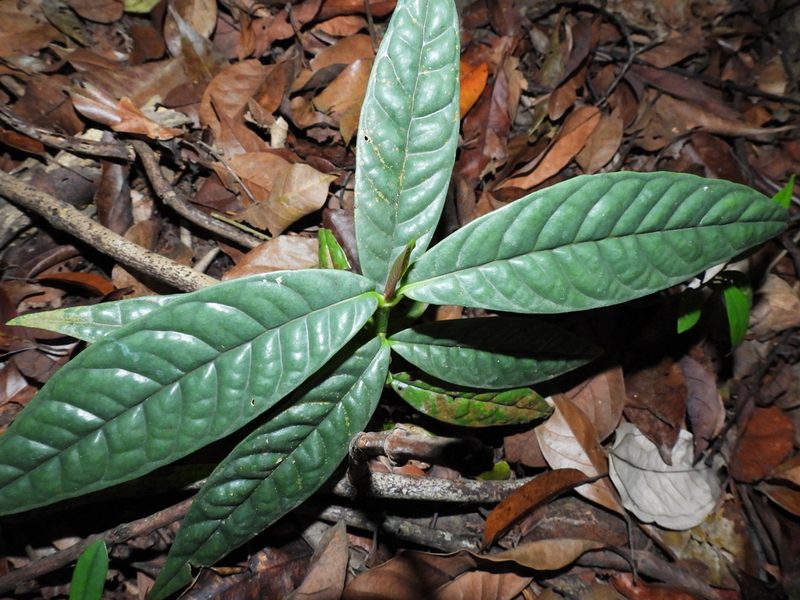 Garcinia griffithii, photographed by Samuel Lee