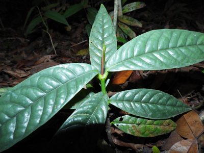 Garcinia griffithii, photographed by Samuel Lee