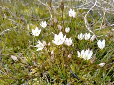 Gentianella grisebachii, photographed by John Barkla