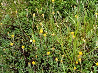 Leptorhynchos squamatus, photographed by ianrainbow