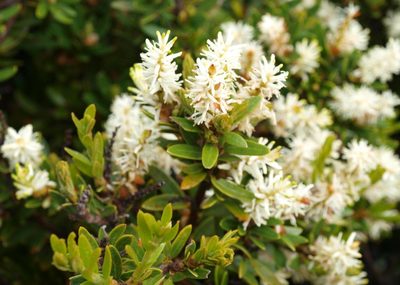 Orites lancifolius, photographed by ianrainbow