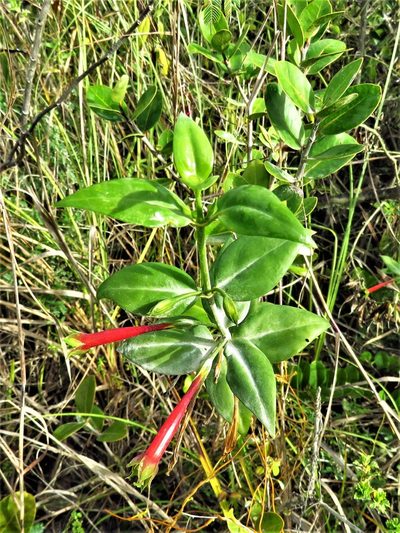 Lisianthius axillaris, photographed by Annika Lindqvist