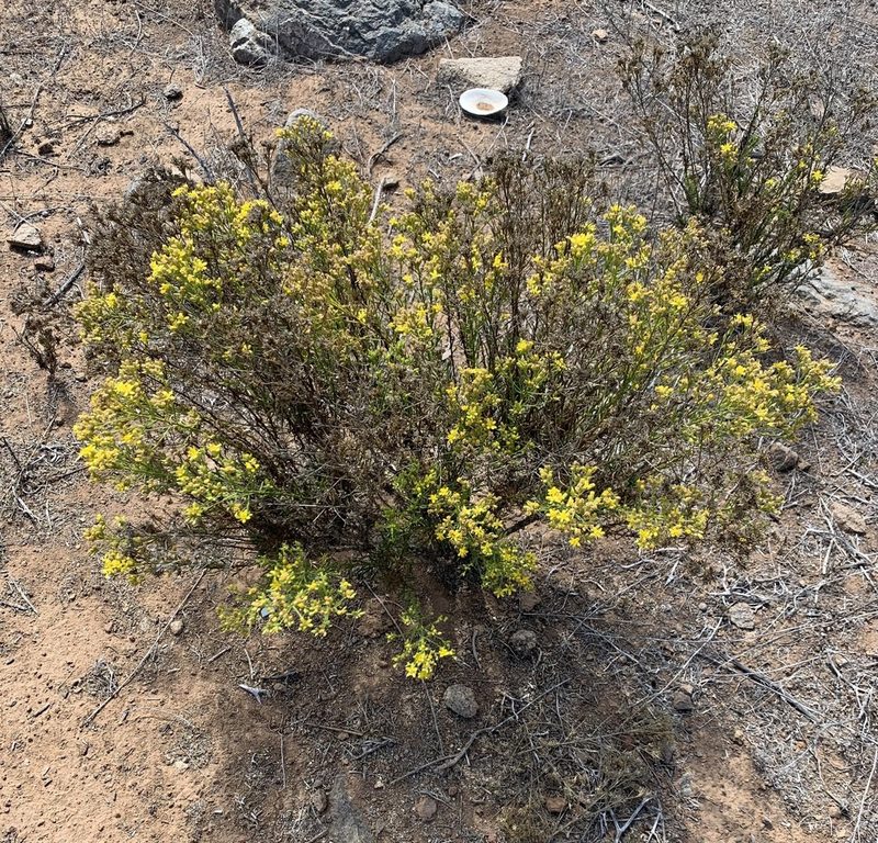 Gutierrezia resinosa, photographed by John G. Phillips