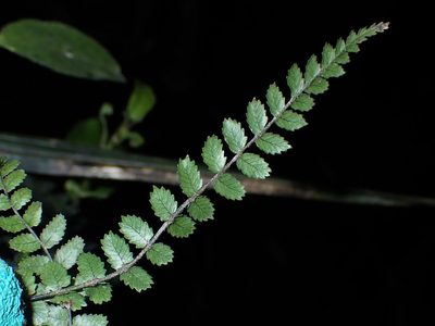 Icarus filiformis, photographed by Saryu Mae 前 朝琉