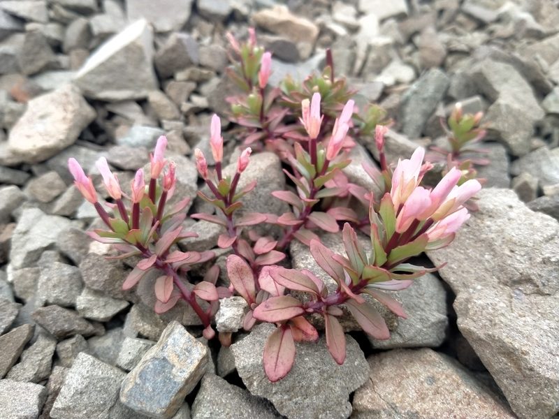 Epilobium pycnostachyum, photographed by John Barkla