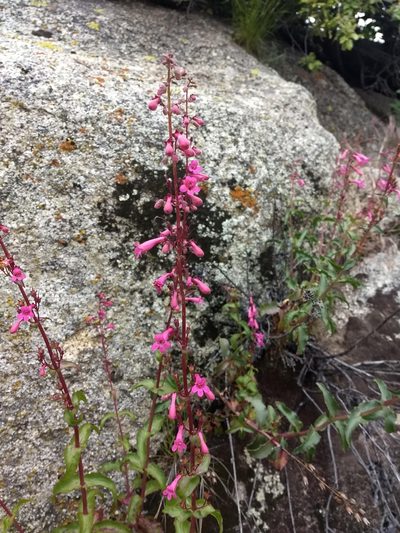 Penstemon clevelandii, photographed by sdash
