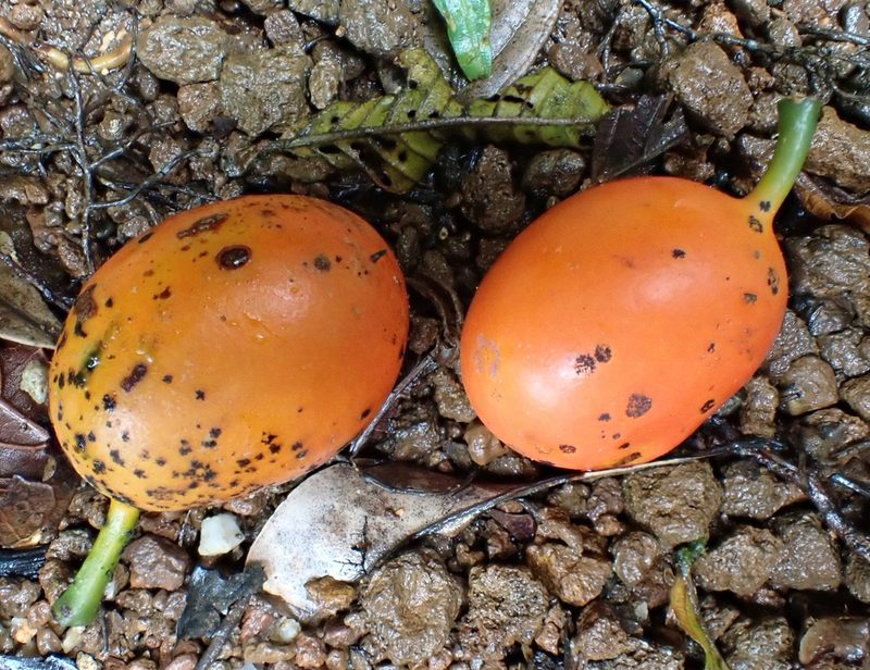 Austrobaileya scandens, photographed by Wairambar Rainforest