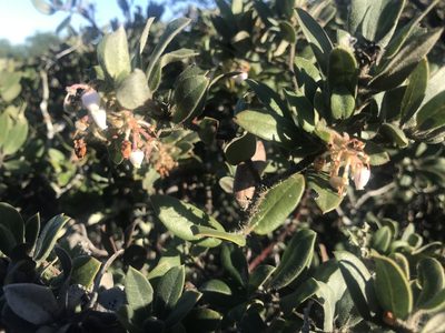 Arctostaphylos tomentosa, photographed by Nelson Balcar