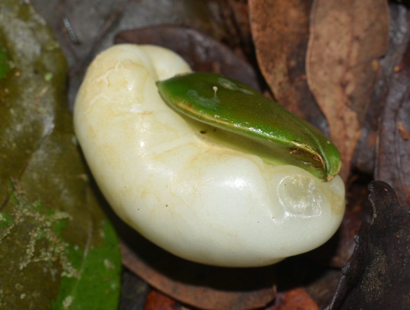 Irvingbaileya australis, photographed by Wairambar Rainforest