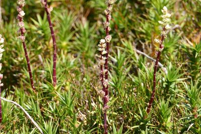 Dracophyllum continentis, photographed by coenobita
