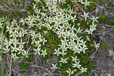 Stackhousia pulvinaris, photographed by coenobita