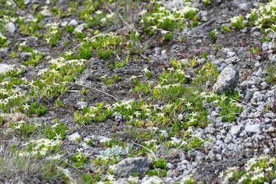 Stackhousia pulvinaris, photographed by coenobita