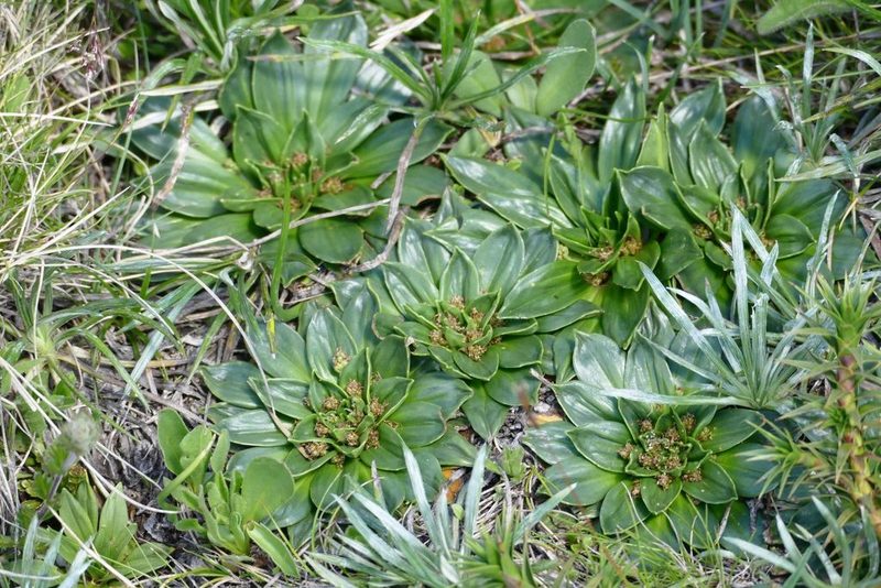 Plantago muelleri, photographed by coenobita