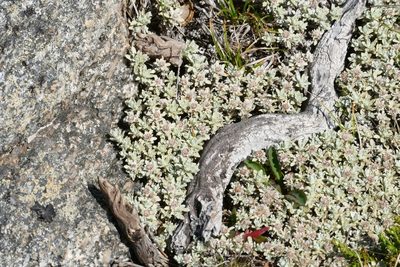 Ewartia nubigena, photographed by coenobita