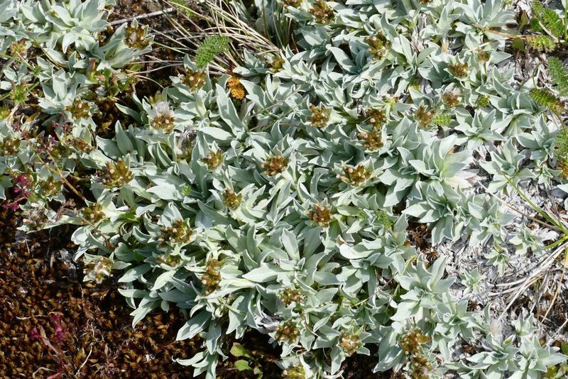 Argyrotegium fordianum, photographed by coenobita
