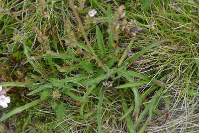 Microseris lanceolata, photographed by coenobita