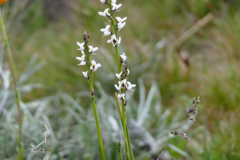 Prasophyllum suttonii, photographed by coenobita
