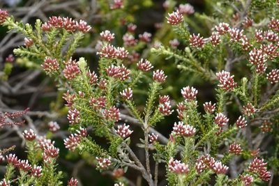 Ozothamnus alpinus, photographed by coenobita