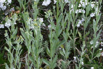 Senecio gunnii, photographed by coenobita