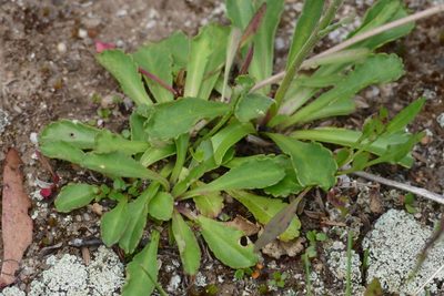 Brachyscome spathulata, photographed by coenobita