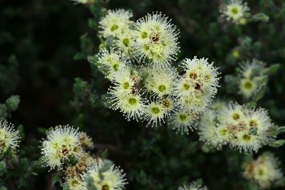 Kunzea muelleri, photographed by coenobita