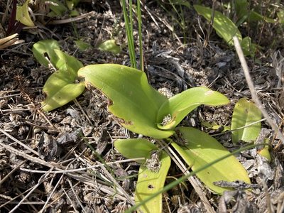 Satyrium odorum, photographed by Justin Ponder