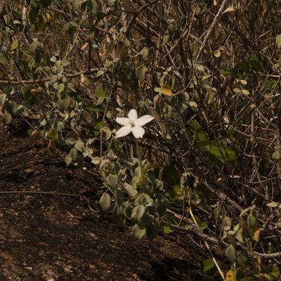 Barleria longiflora, photographed by Paulmathi Vinod