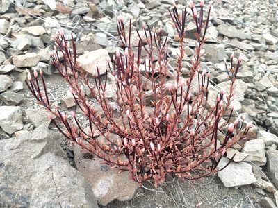 Epilobium melanocaulon, photographed by John Barkla
