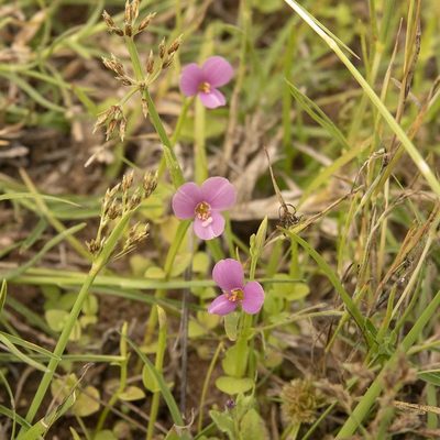 Canscora heteroclita, photographed by Paulmathi Vinod