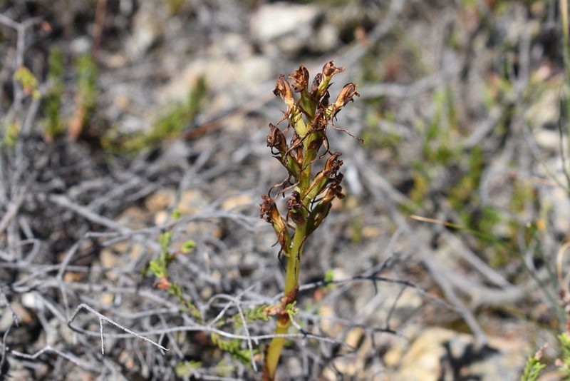 Satyrium eurycalcaratum, photographed by Justin Ponder