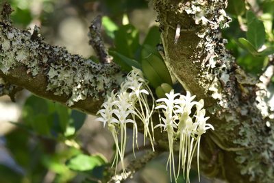 Mystacidium capense, photographed by Justin Ponder