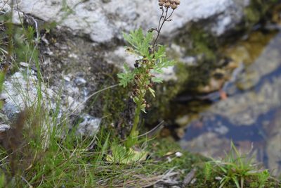 Satyrium rupestre, photographed by Justin Ponder
