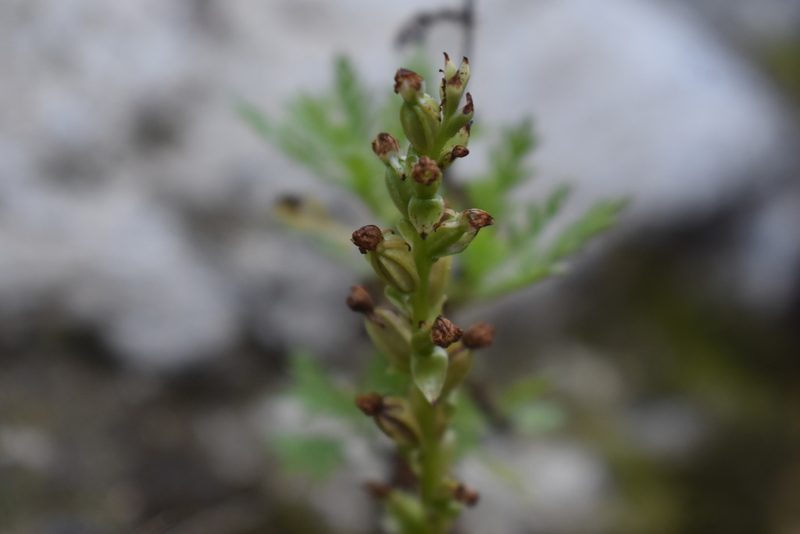 Satyrium rupestre, photographed by Justin Ponder