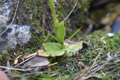 Satyrium rupestre, photographed by Justin Ponder
