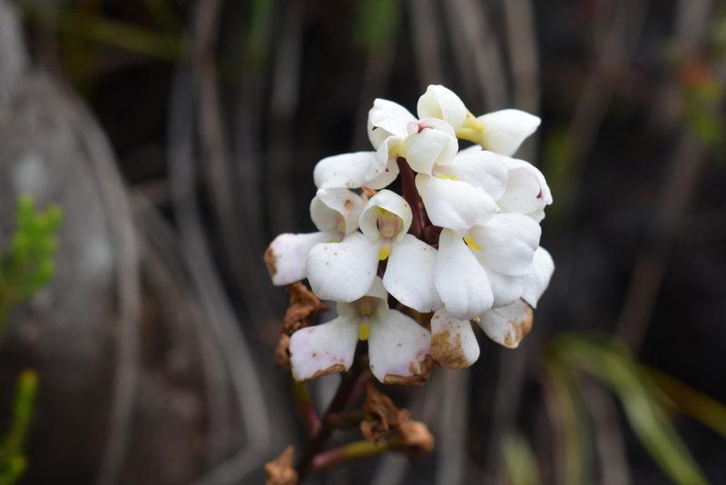 Disa tripetaloides, photographed by Justin Ponder
