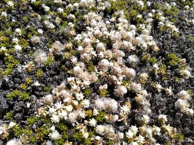 Raoulia subsericea, photographed by John Barkla
